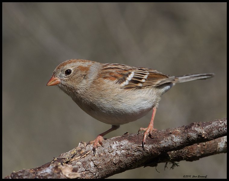 _5SB9697 field sparrow.jpg